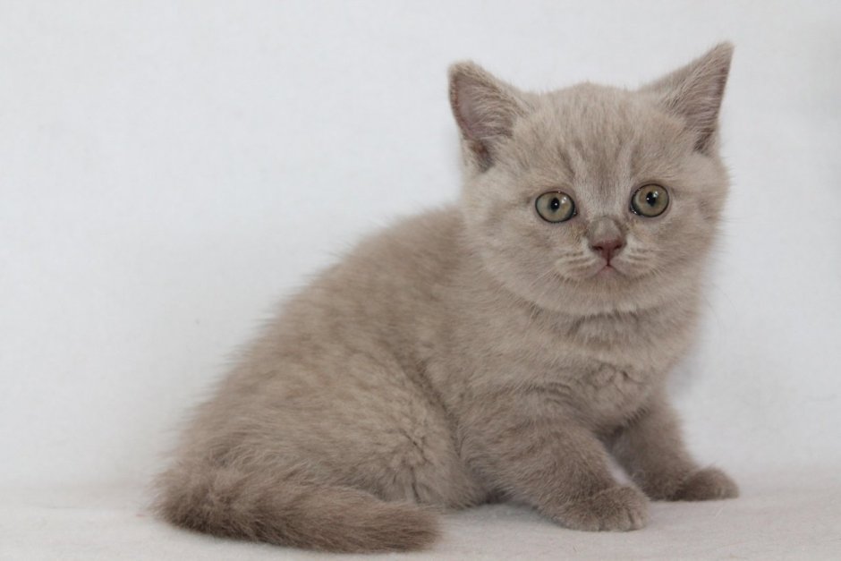 Шотландская прямоухая кошка лиловая
