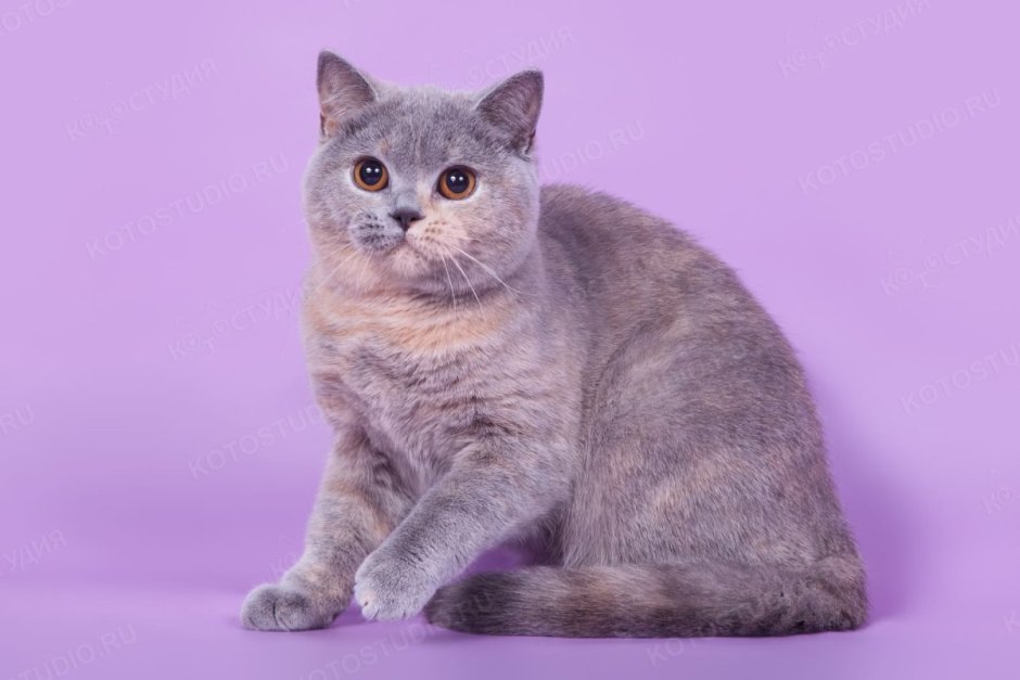 Шотландский скоттиш страйт лиловый