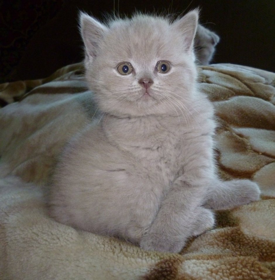 Британец короткоухий