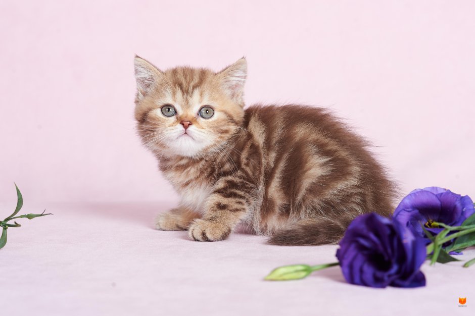 Шотландский прямоухий лиловый котенок