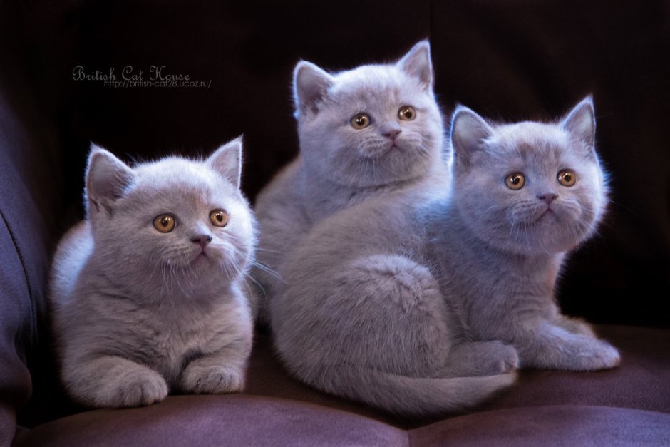 Британская короткошёрстная кошка