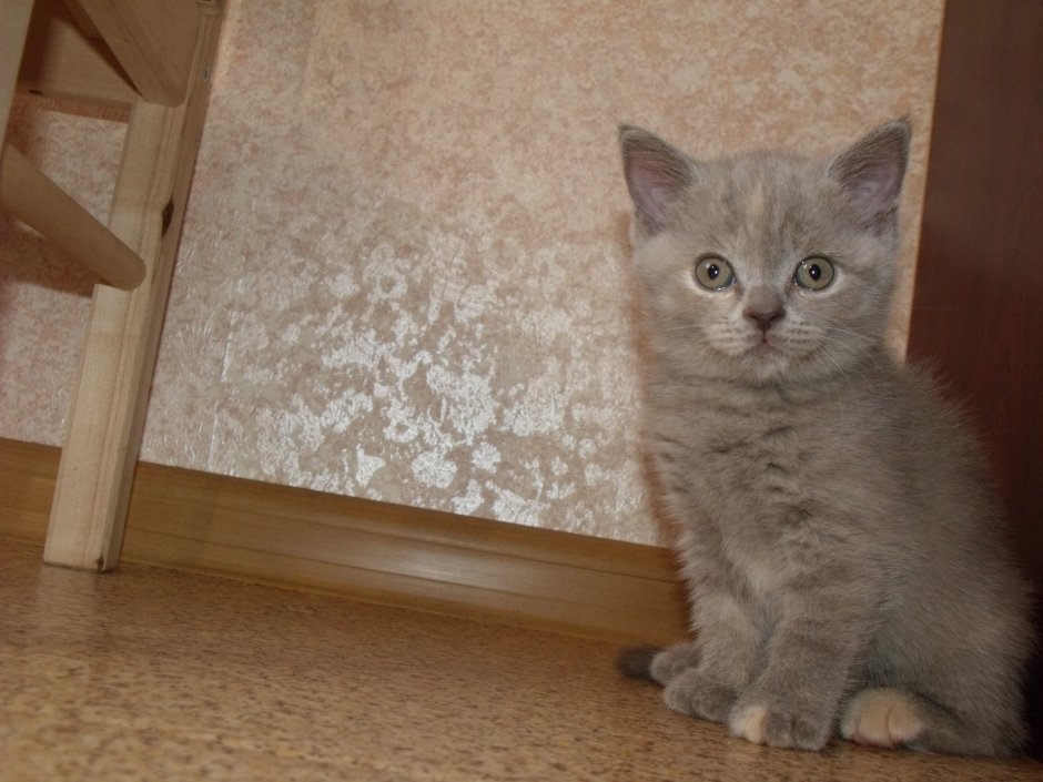 Скоттиш фолд лиловый табби