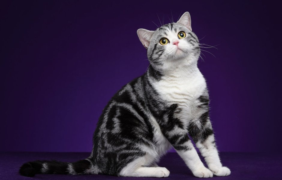 Шотландская вислоухая кошка