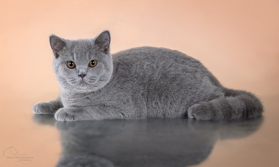 Скоттиш фолд лиловый