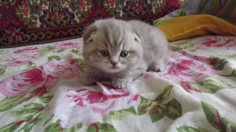 Британская голубая кошка