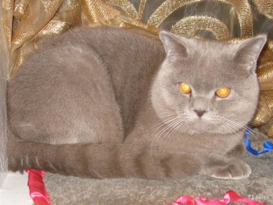 Британская кошка
