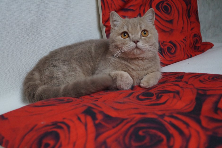 Шотландские котята вислоухие и прямоухие