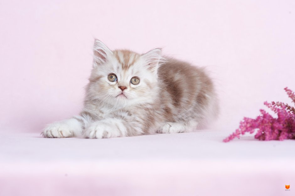 Британский короткошерстный кот серый