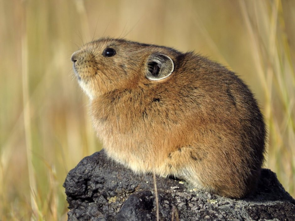 Северная пищуха (Ochotona Hyperborea)