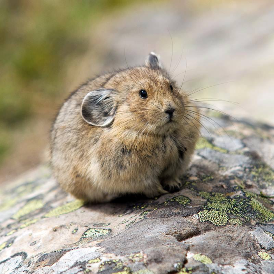Суслик Краснощекий – Spermophilus erythrogenys