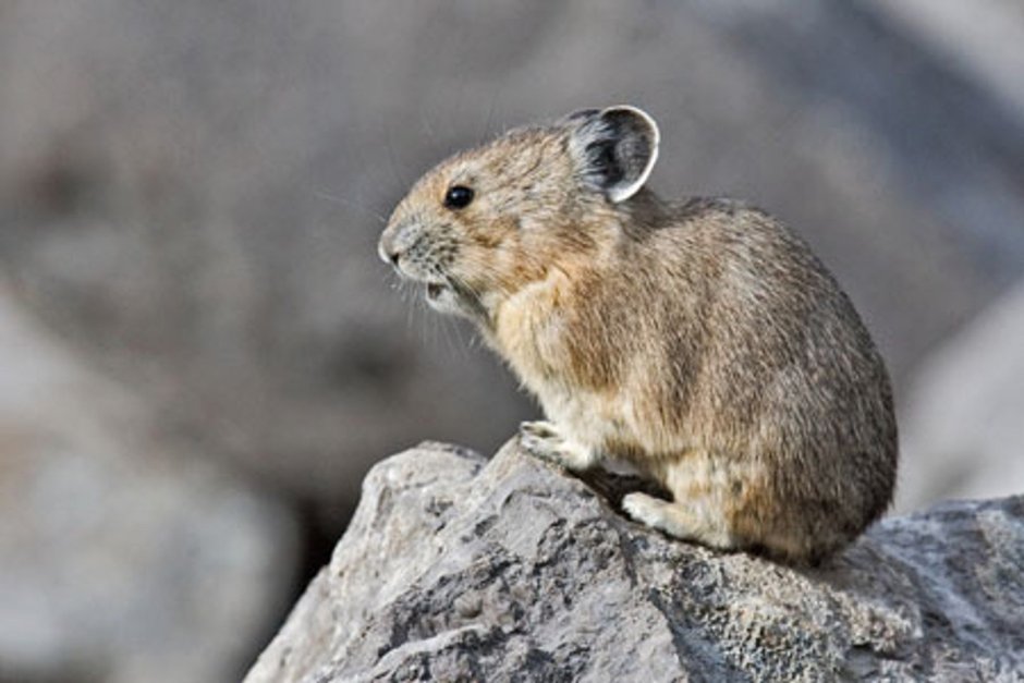 Сурок Степной, Байбак (Marmota Bobak)