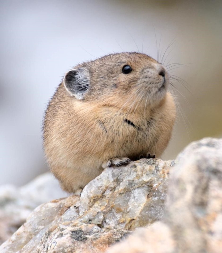 Apodemus sylvaticus