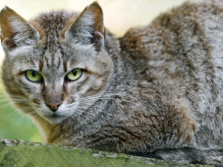 Оманский дикий кот