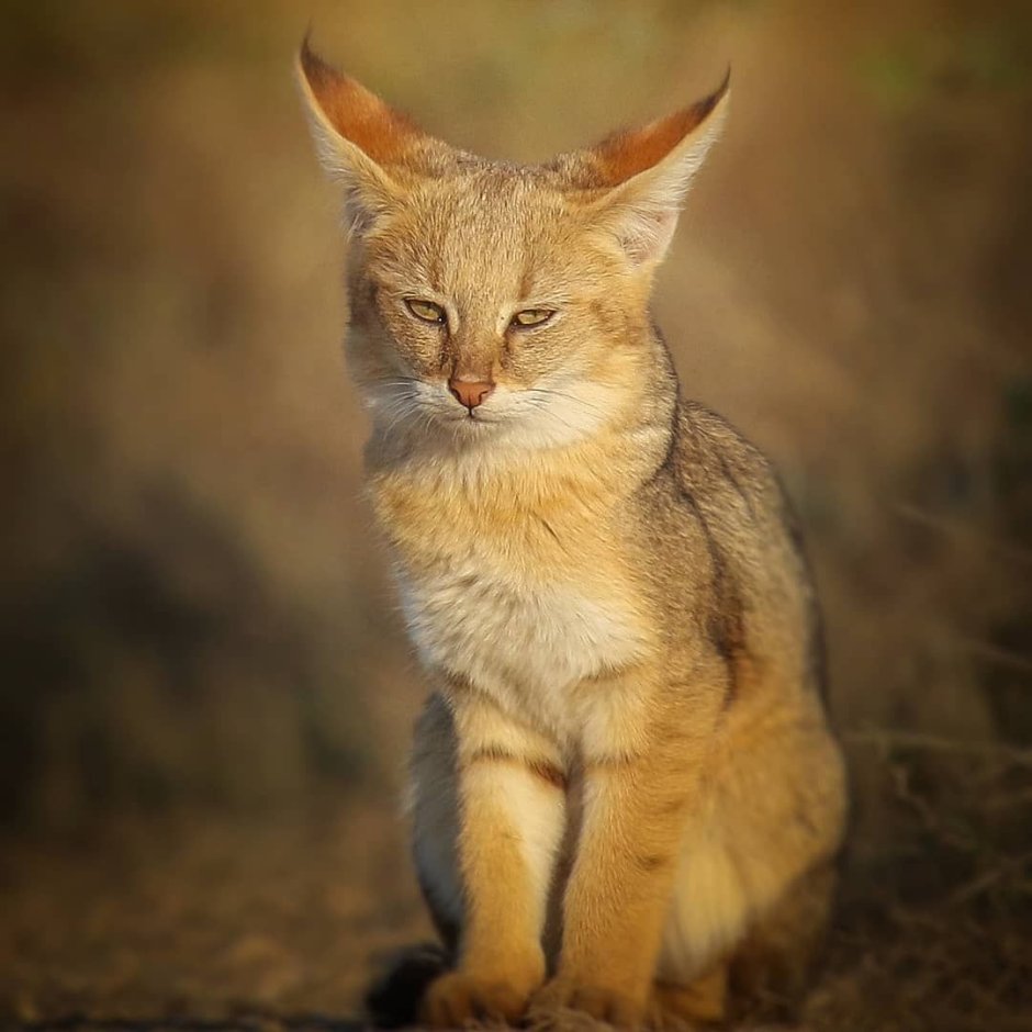 Камышовый кот самец