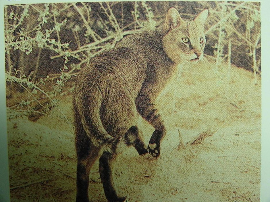 Кавказский камышовый кот