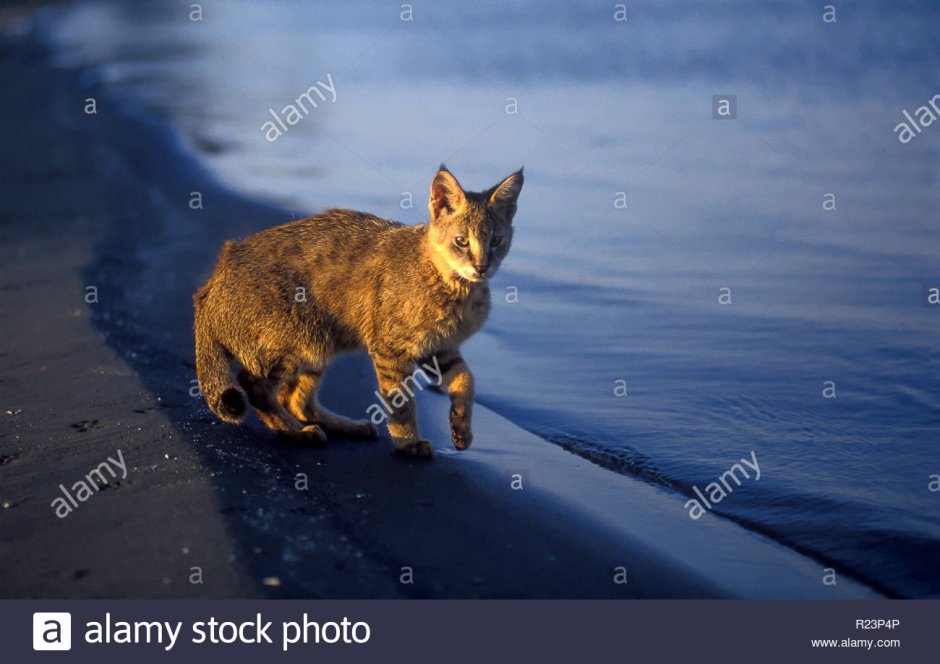 Камышовый котенок