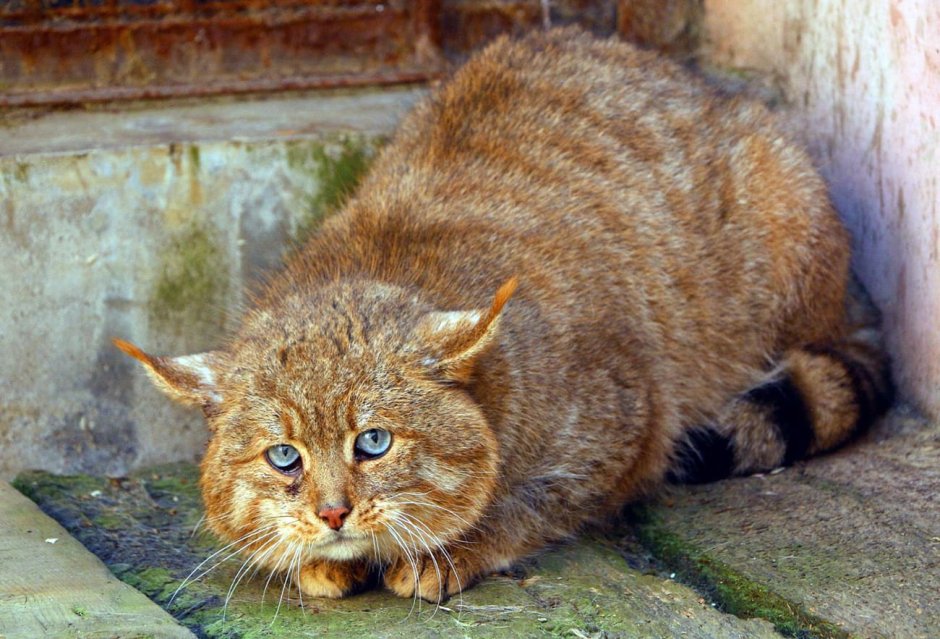 Сибирский камышовый кот