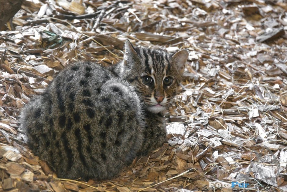 Сибирский камышовый кот домашний