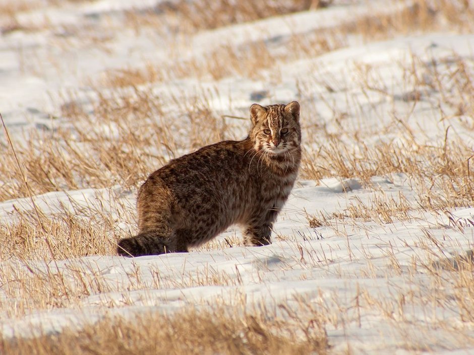 Амурский камышовый кот