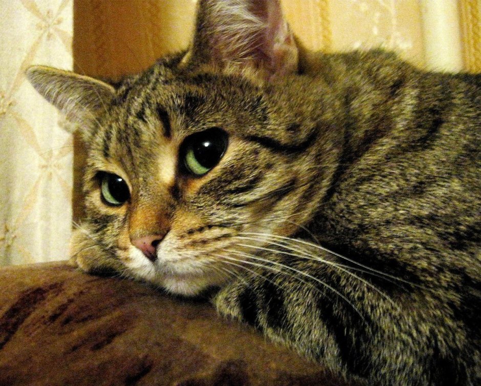 Европейская короткошерстная кошка Камышовая