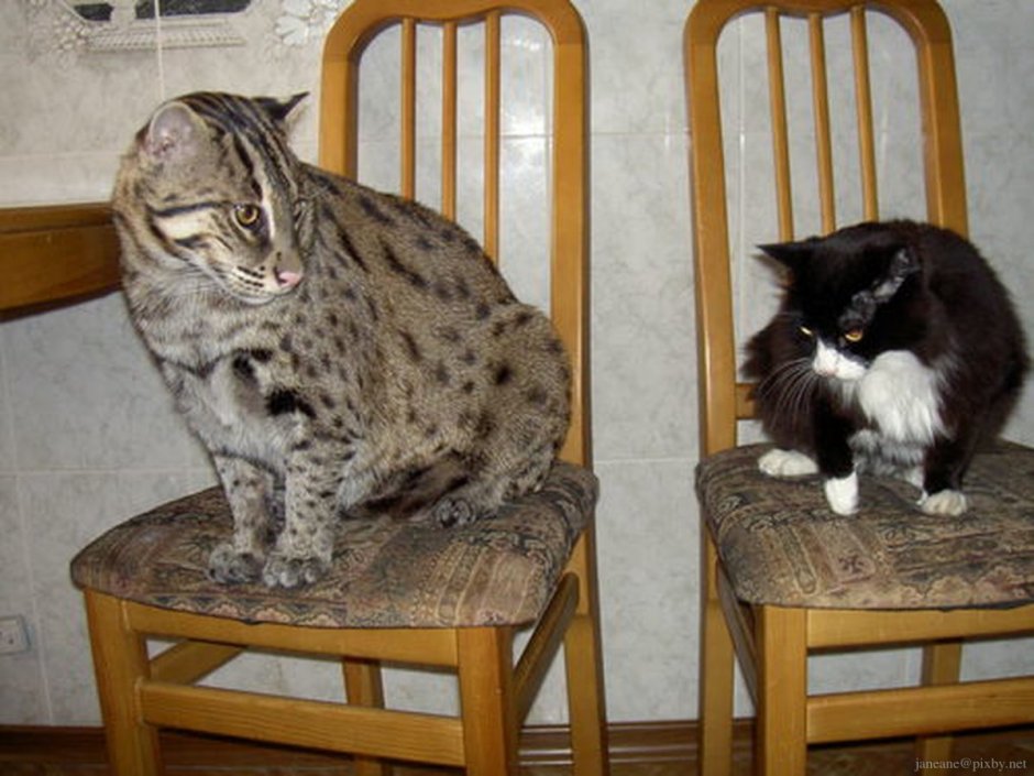 Кот породы виверровый камышовый