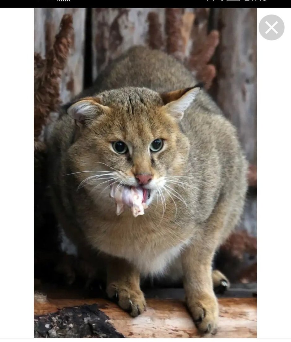 Бенгальский камышовый кот