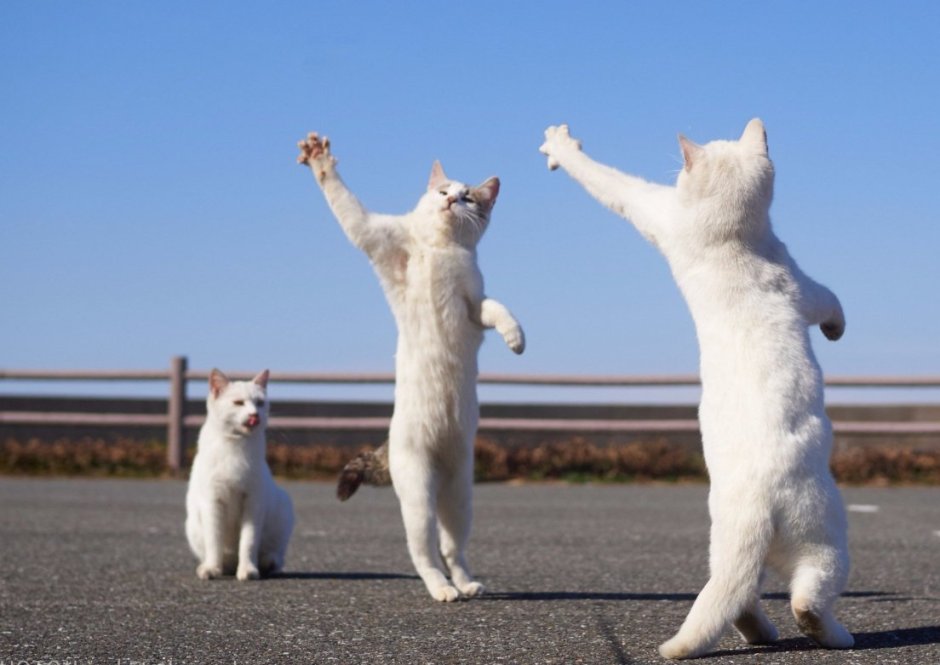 Танцующий кот