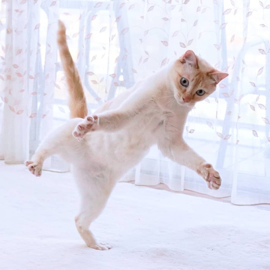 Котенок танцует