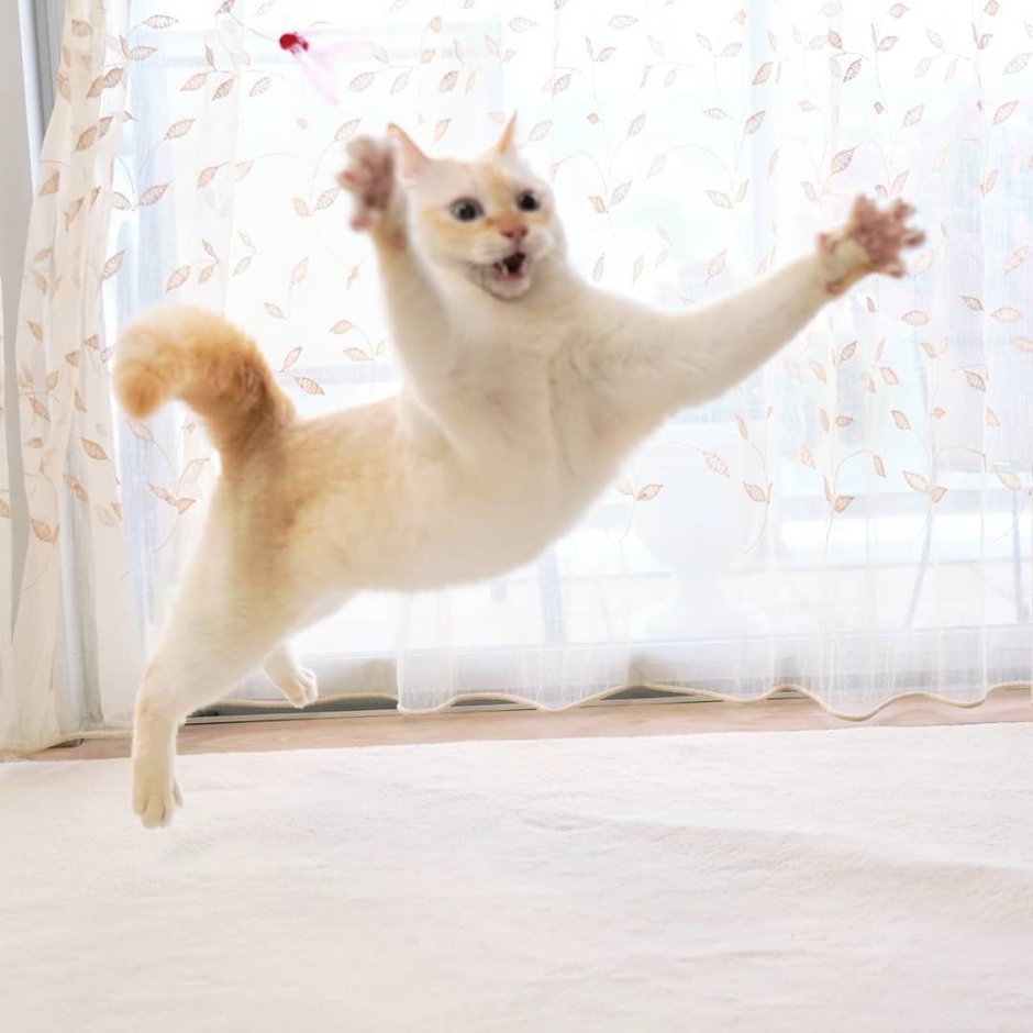 Кот танцор