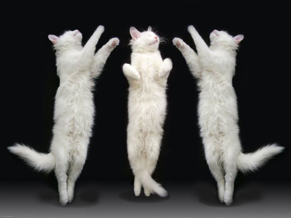 Танцующий котенок