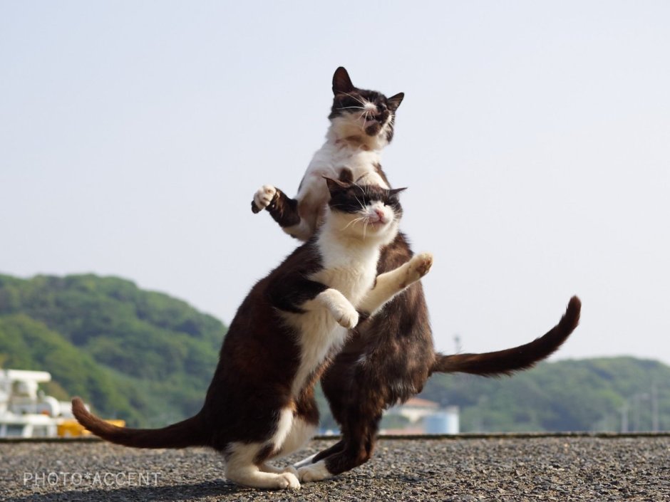 Котики смешные