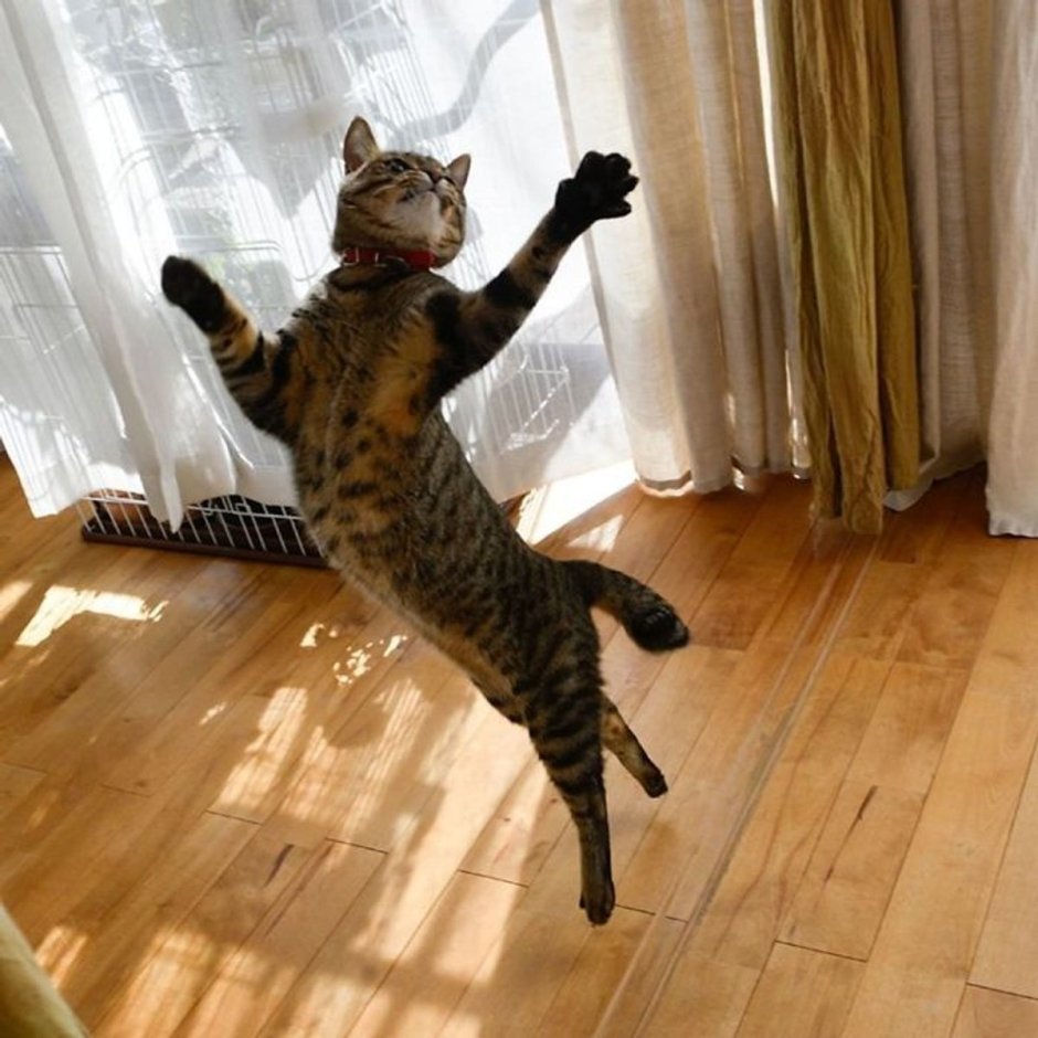 Танцующая кошка