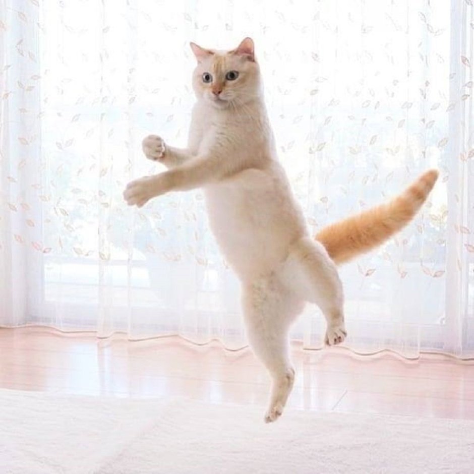 Кот танцует