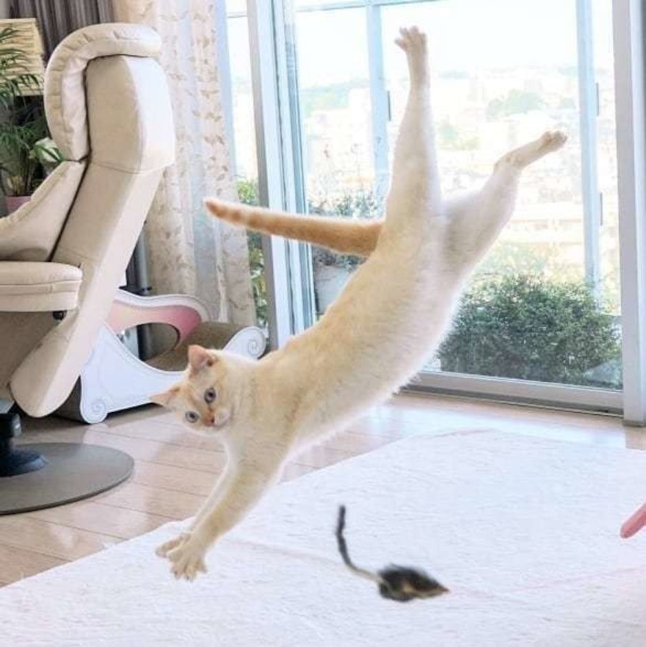 Котик в шапочке танцует