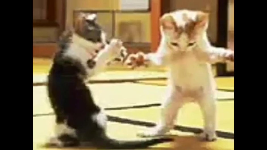 Живой Танцующий кот