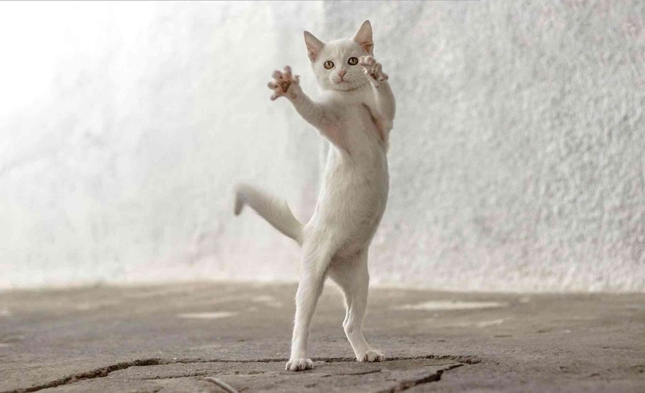 Кот пляшет