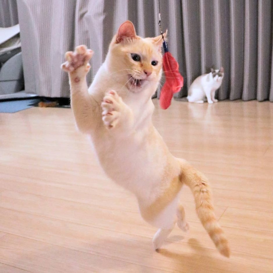 Коты радуются