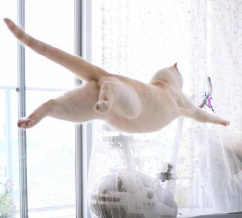 Танцующий кот