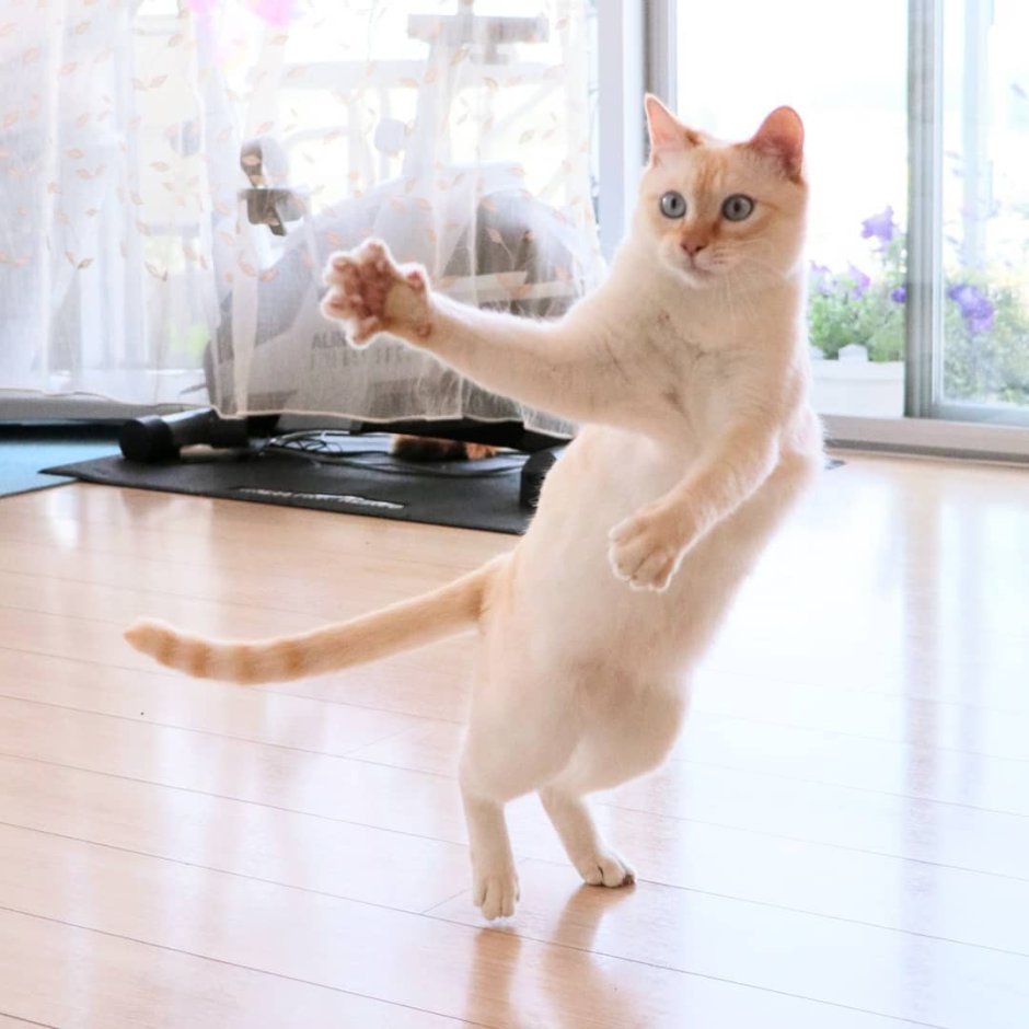 Котик танцует