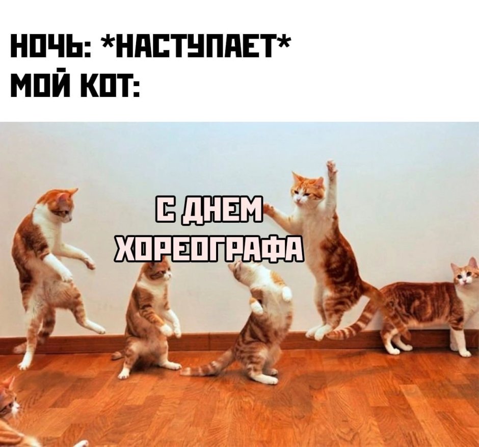 Коты танцуют