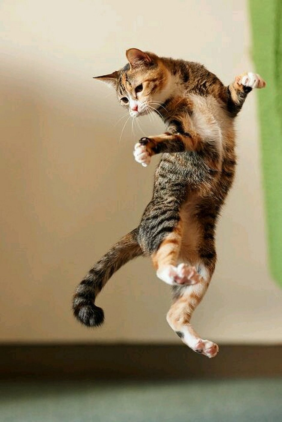 Смешные коты без фона