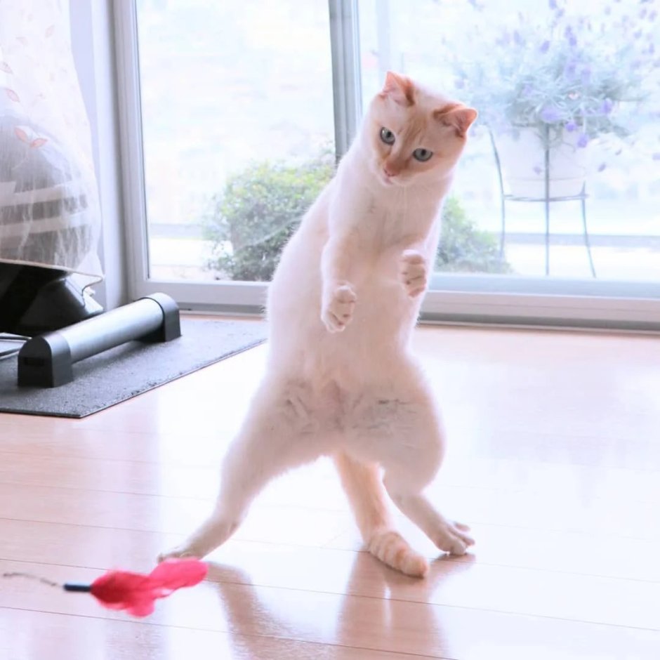Танцующий кот