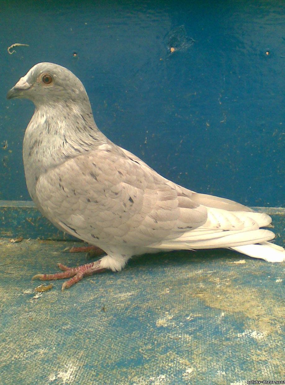 Румыния, спортивное Голубеводство