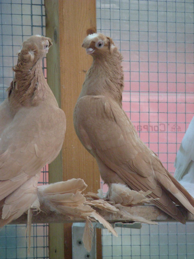 Почтовые голуби мес