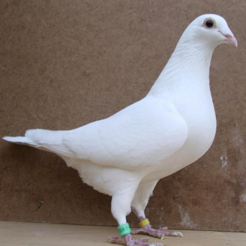 Голуби породы почтари