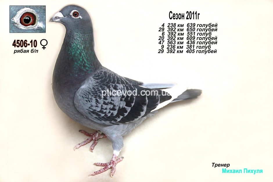 Спортивные голуби на дальние дистанции