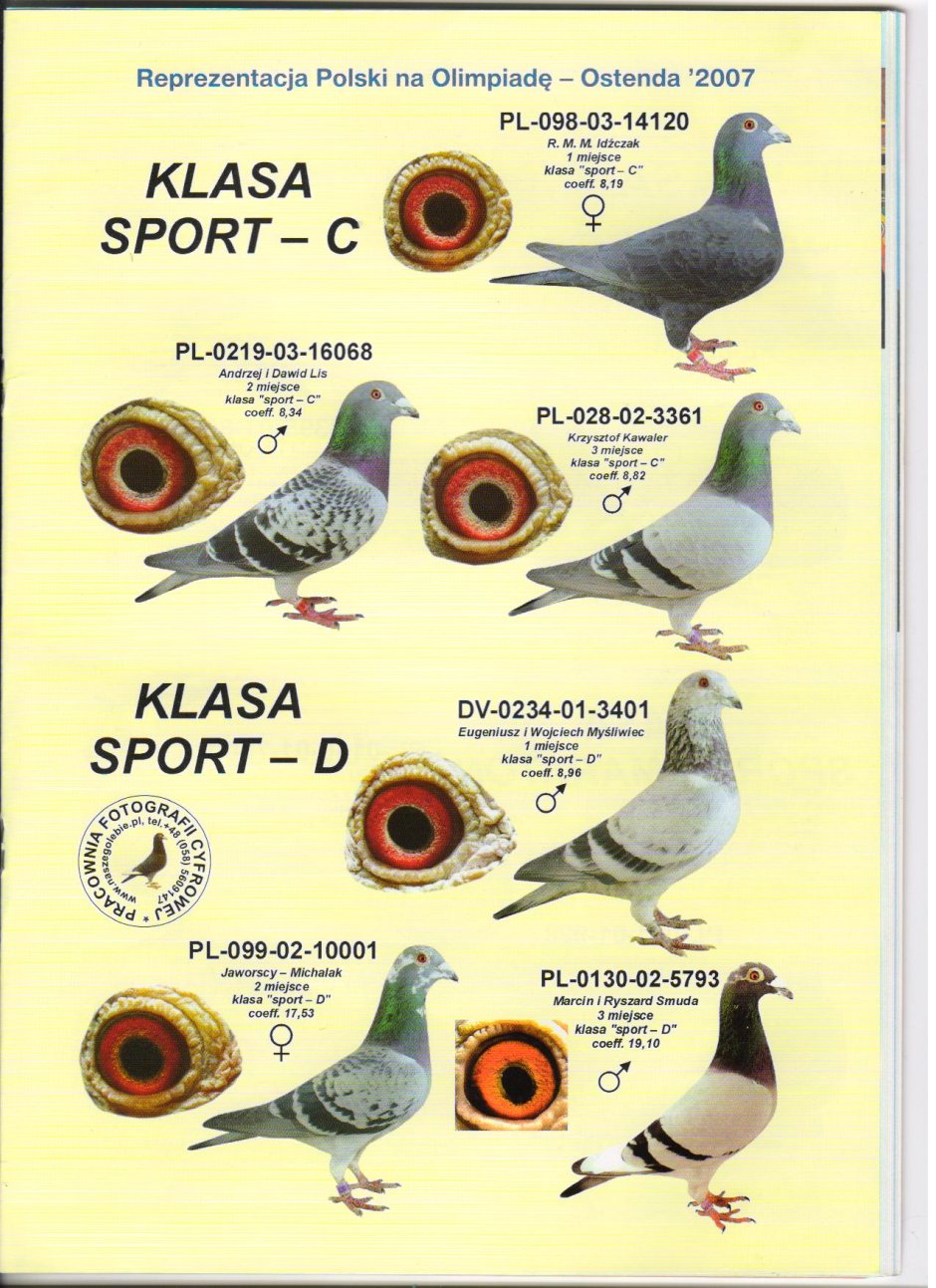 Стандарт спортивных голубей