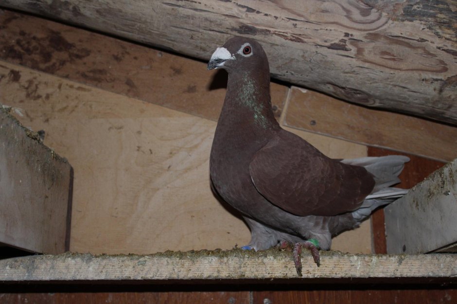 Почтовые голуби бельгийцы