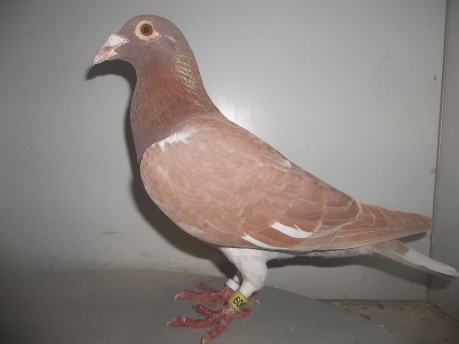 Спортивные голуби Мулемансы