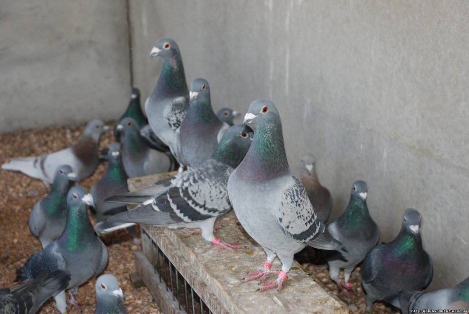 Голуби породы бельгийцы